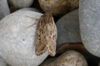 Spodoptera littoralis