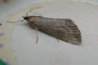 Evergestis isatidalis