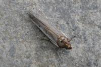 Denticera divisella