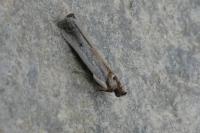 Denticera divisella