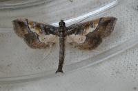 Hydriris ornatalis