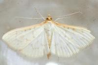 Patania ruralis