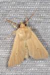 Mythimna pallens