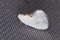 Cilix glaucata