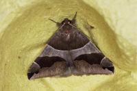 Dysgonia algira