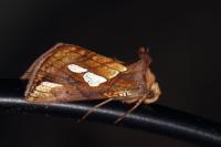 Plusia festucae