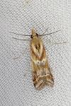 Ancylosis cinnamomella