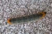 Daphnis nerii