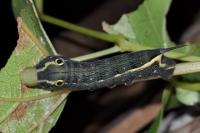 Hippotion celerio