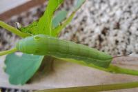 Hippotion celerio