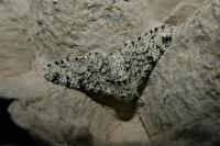Biston betularia
