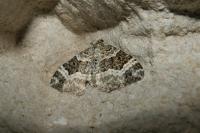 Epirrhoe alternata