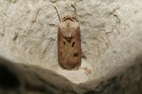 Agrotis exclamationis exclamationis