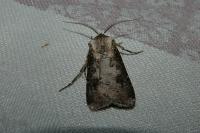 Agrotis clavis clavis