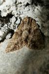 Apamea monoglypha monoglypha