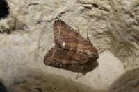 Ceramica pisi