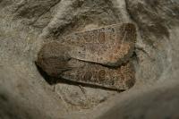 Hoplodrina ambigua