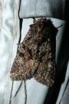 Mniotype adusta