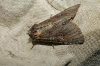 Polia bombycina