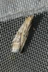 Pempeliella ornatella