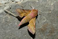 Deilephila porcellus