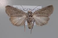 Caradrina gilva