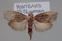 Galleria mellonella
