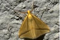 Rhodometra sacraria