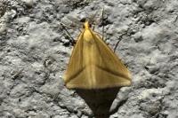 Rhodometra sacraria