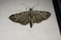 Eupithecia vulgata