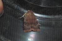 Noctua janthe/janthina
