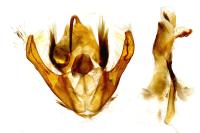 Deltote pygarga