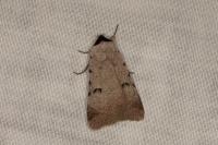 Lygephila craccae