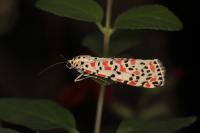 Utetheisa pulchella