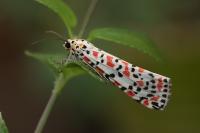 Utetheisa pulchella