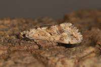 Cornifrons ulceratalis