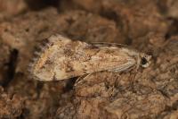 Cornifrons ulceratalis