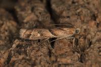 Ancylosis convexella