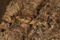 Ancylosis convexella