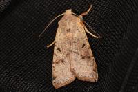 Agrochola lychnidis