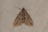 Thera cupressata