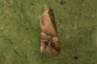 Eublemma parva
