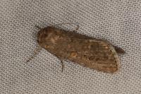 Spodoptera exigua