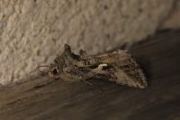 Autographa gamma