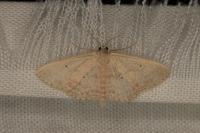 Scopula minorata