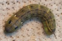Hippotion celerio