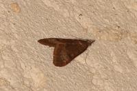 Uresiphita gilvata
