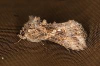 Trichoplusia ni