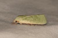 Earias insulana