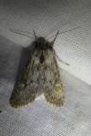 Aporophyla australis